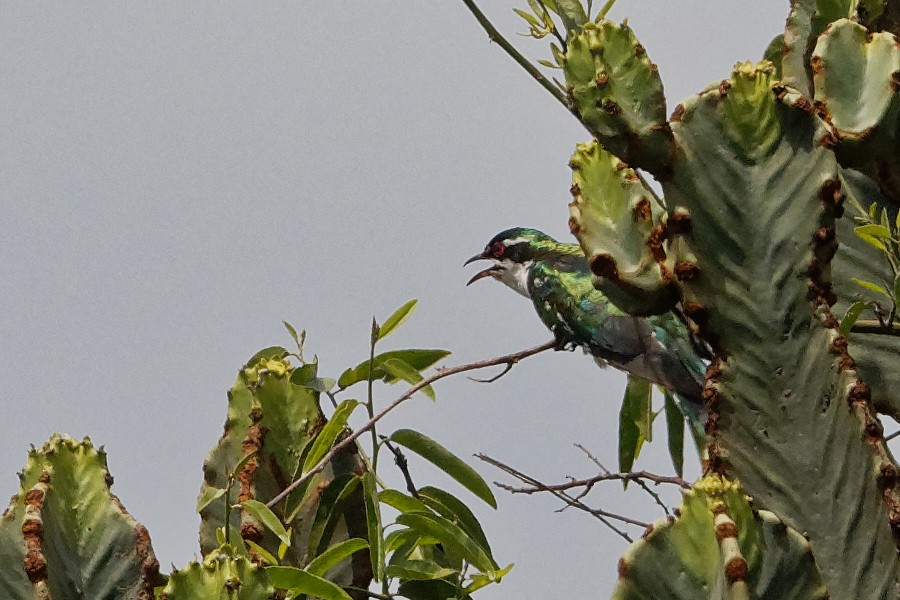 White-browed Coucal (White-browed) - ML171194531