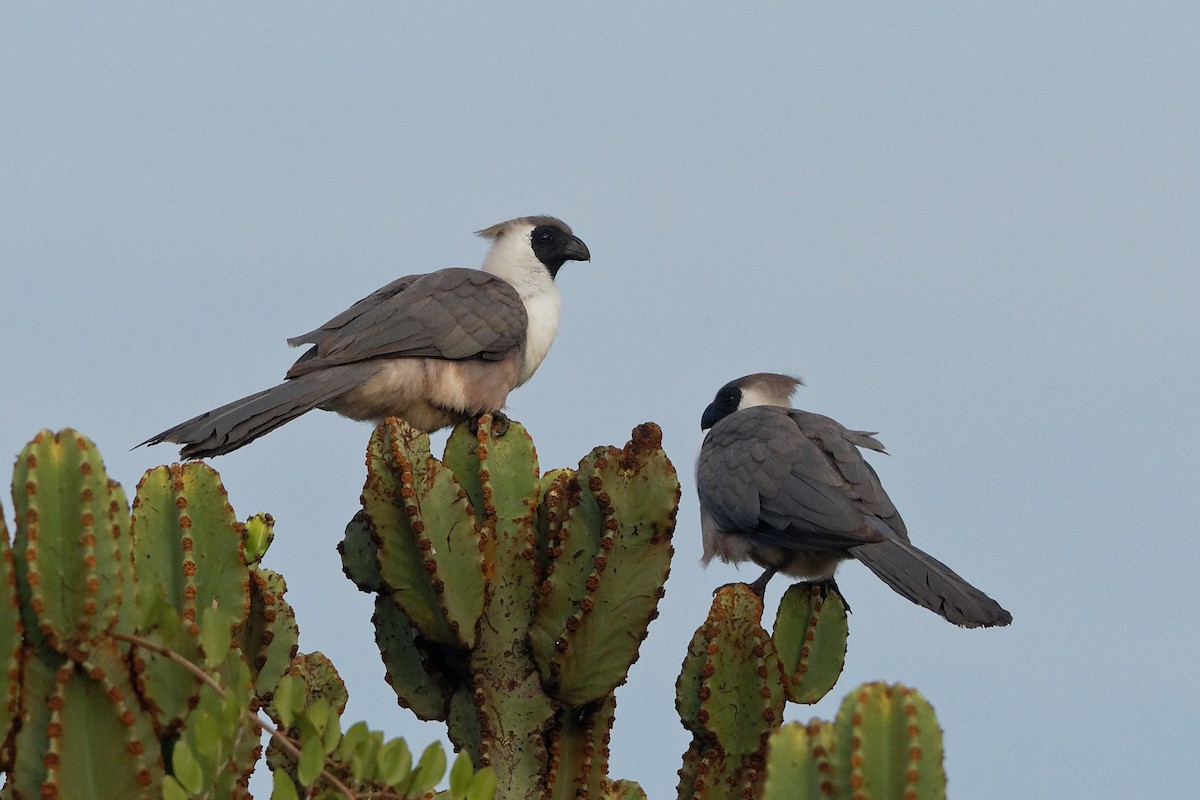 Bare-faced Go-away-bird (Black-faced) - Vincent Wang