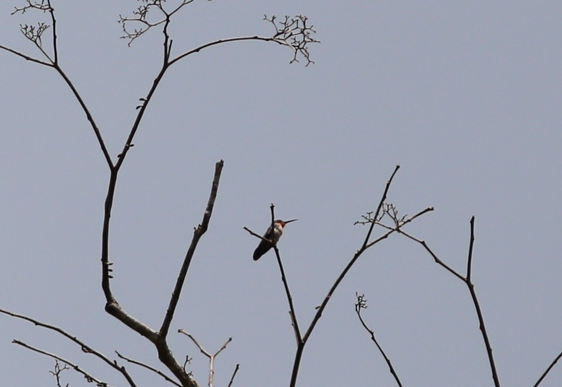 kolibřík hvězdohrdlý - ML171194801