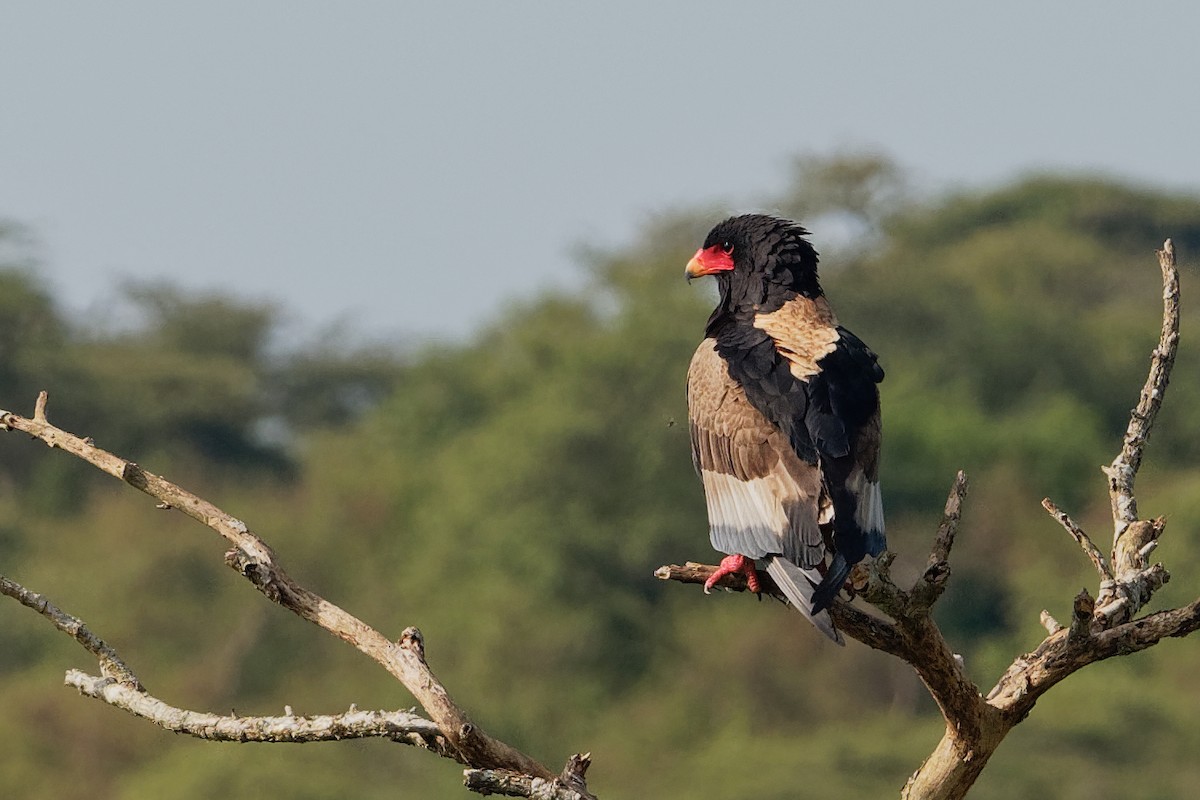 Bateleur - ML171195021