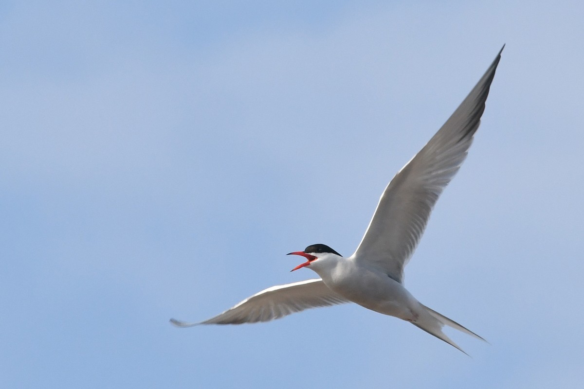 Common Tern - Marie O'Neill