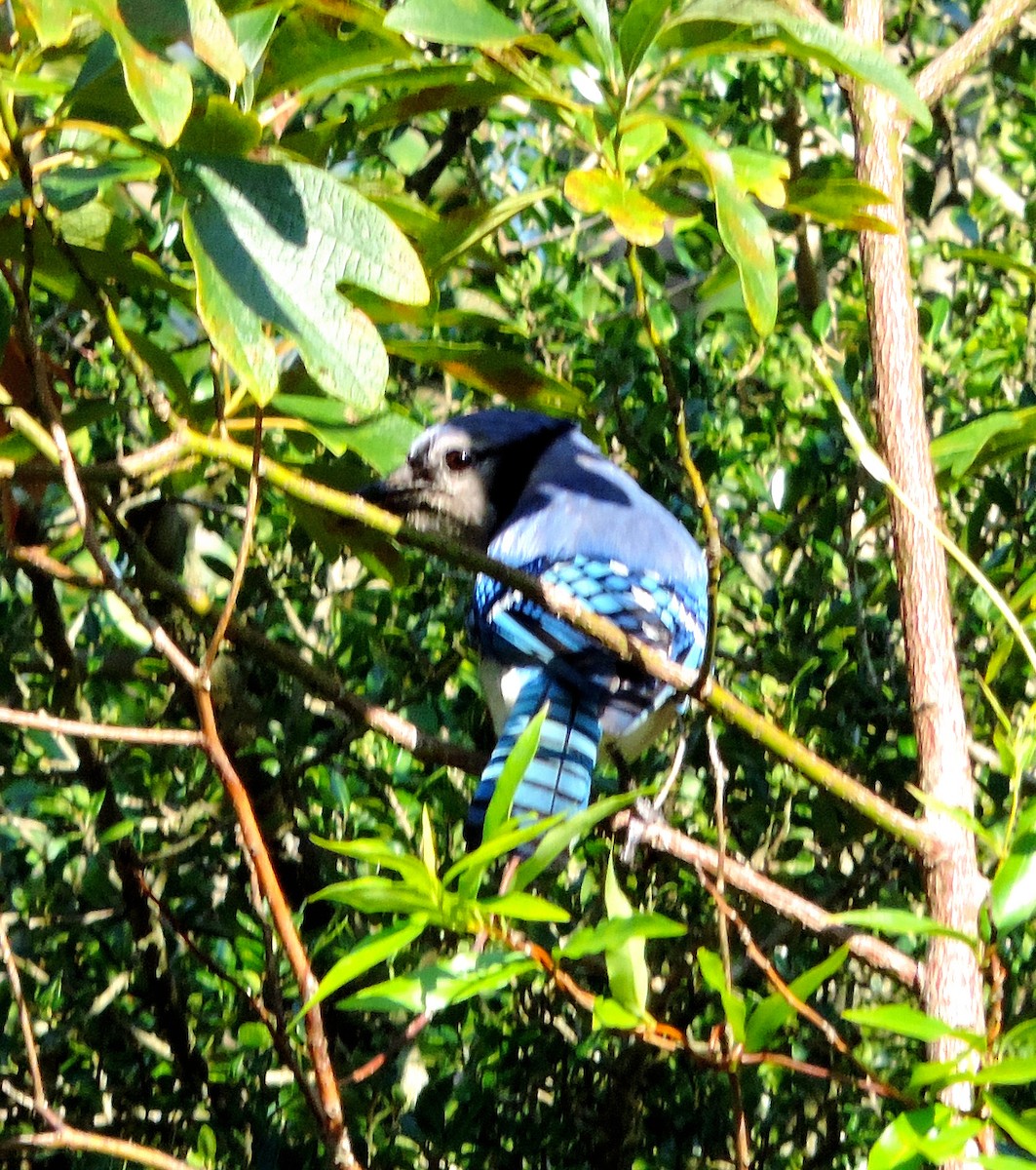 Blue Jay - ML171195531