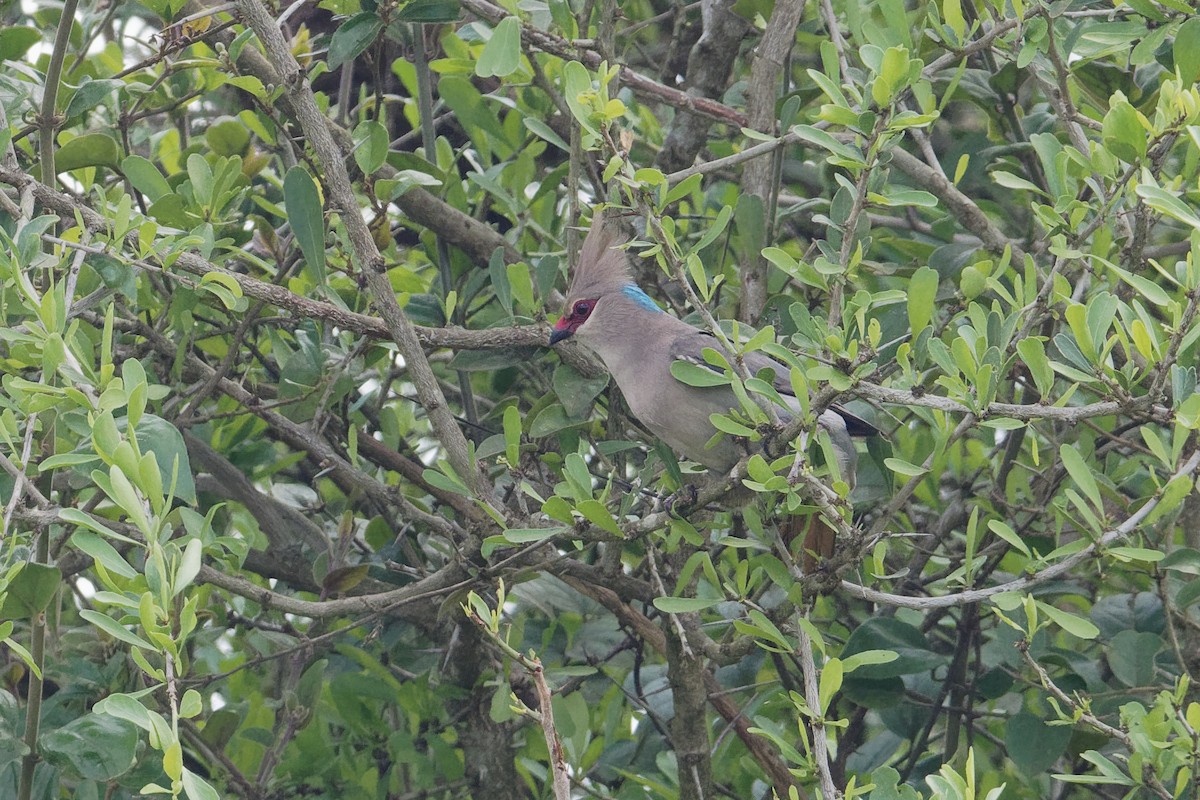 Blue-naped Mousebird - ML171195591