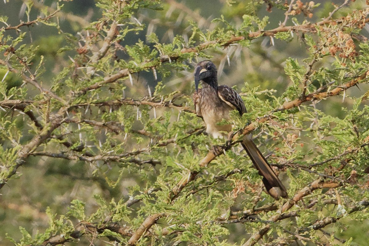 African Gray Hornbill - Vincent Wang