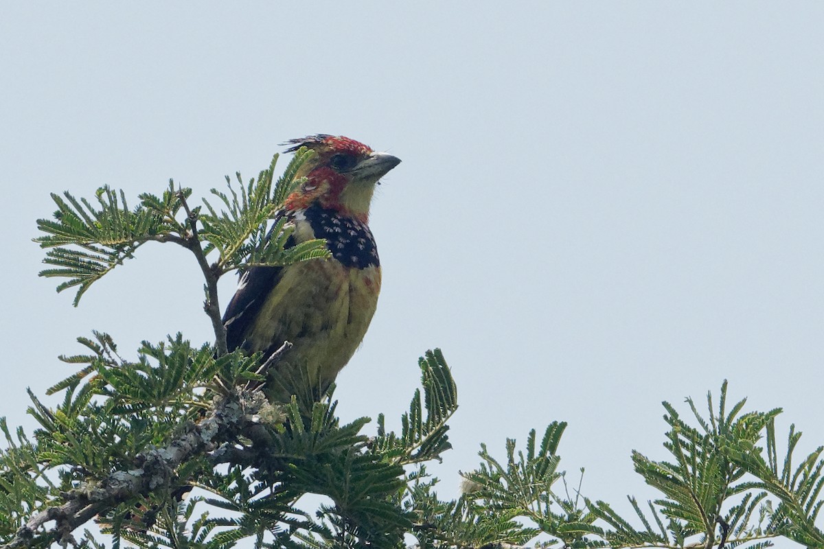 Tepeli Barbet - ML171196091