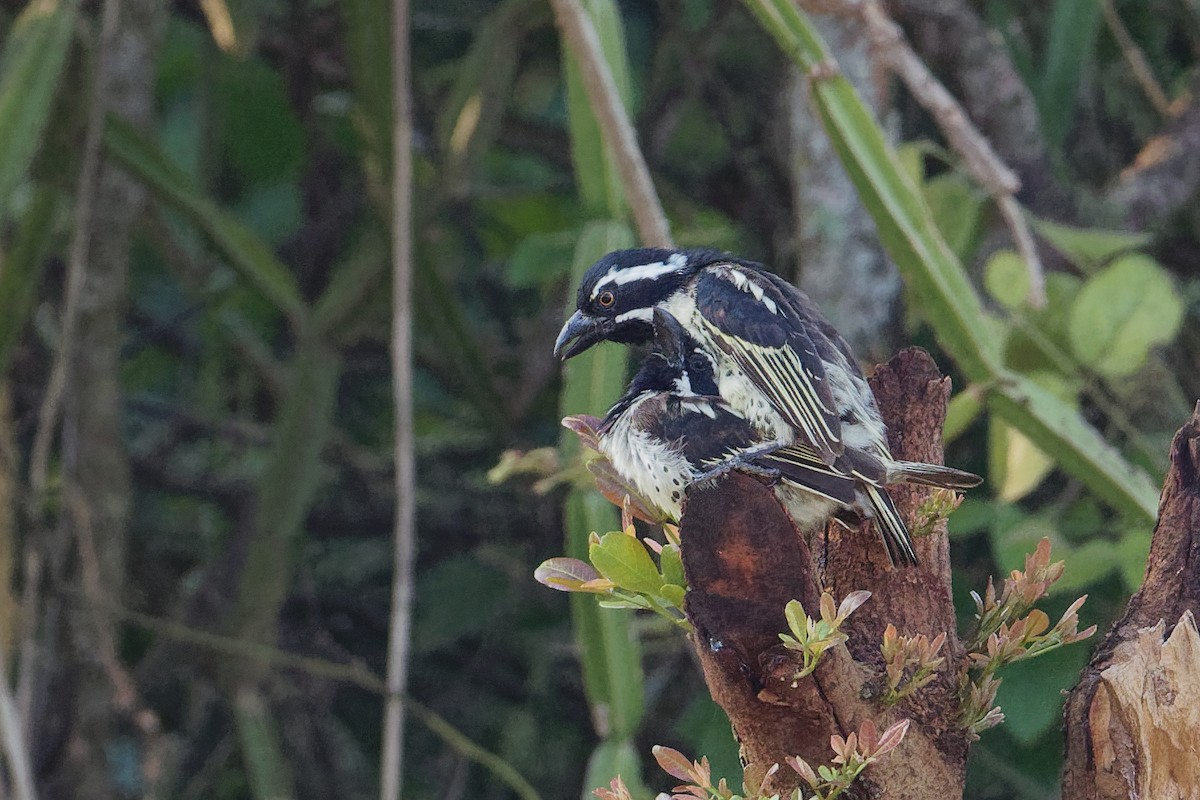 Spot-flanked Barbet - Vincent Wang