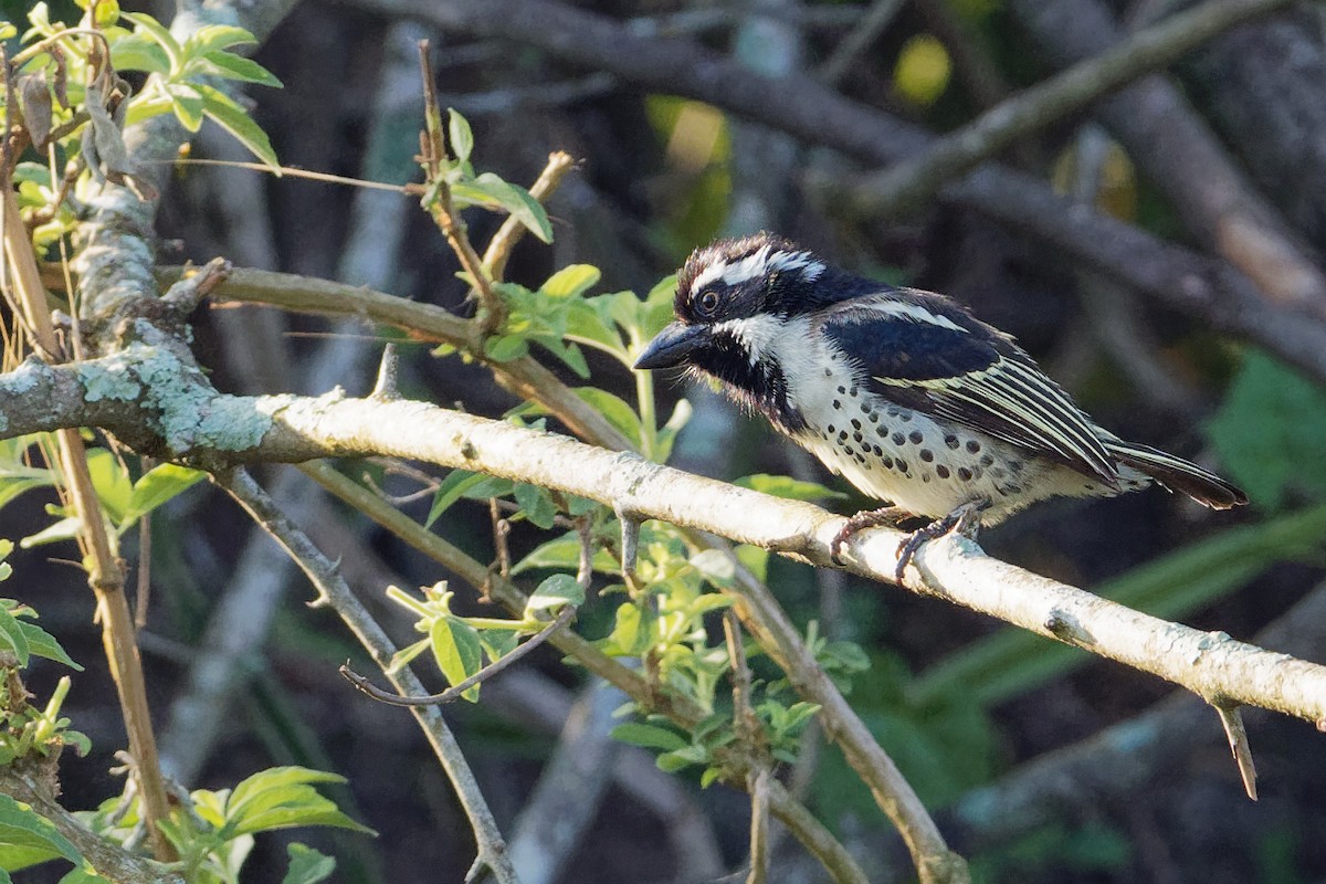 Spot-flanked Barbet - ML171196551