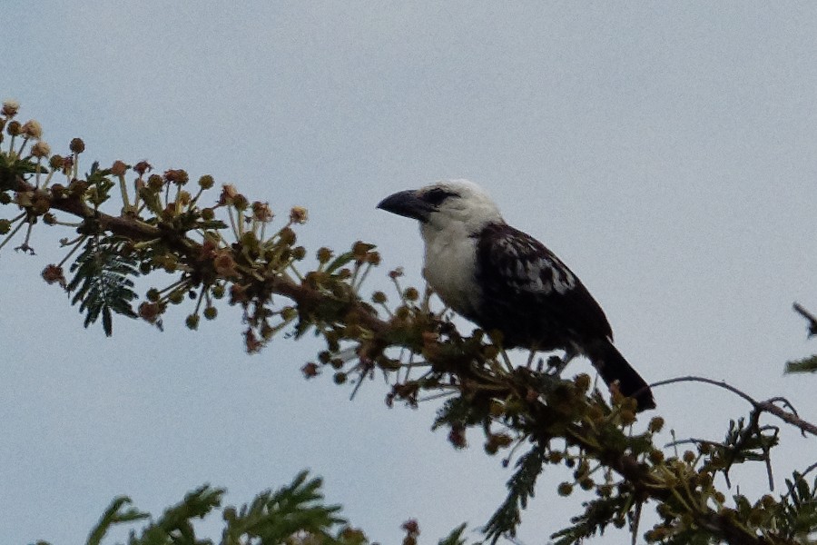 hvithodeskjeggfugl (leucocephalus gr.) - ML171196561