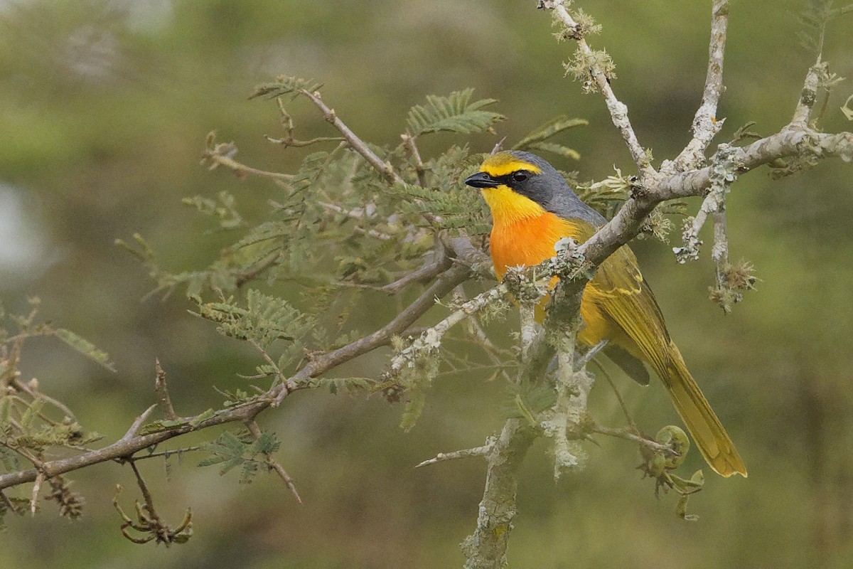 Sulphur-breasted Bushshrike - ML171196771