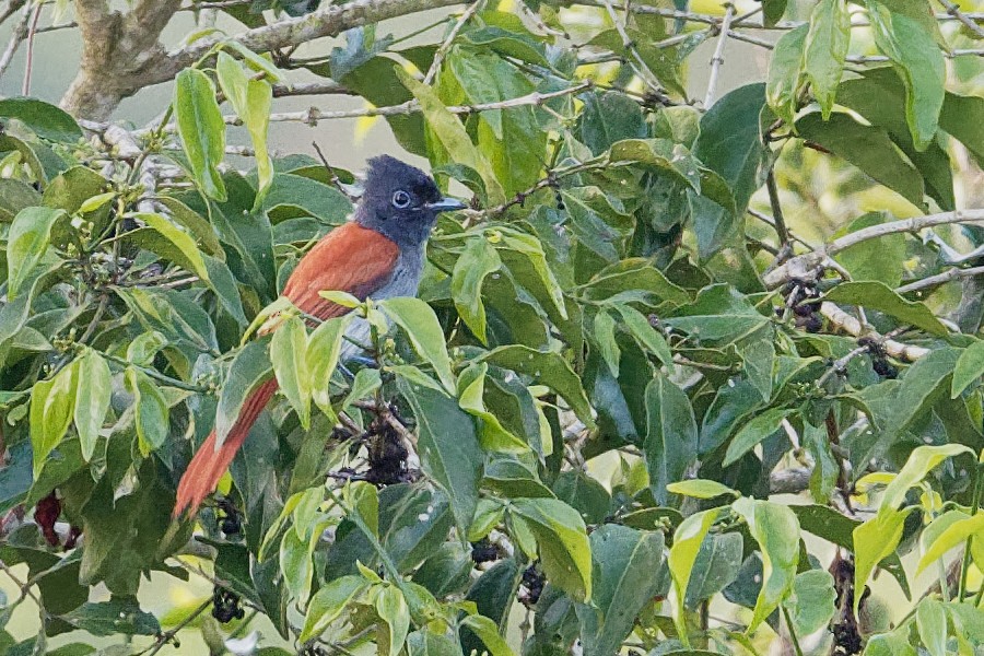 African Paradise-Flycatcher - Vincent Wang