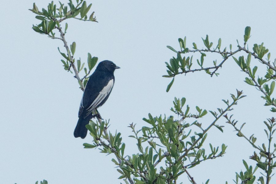 White-winged Black-Tit - Vincent Wang