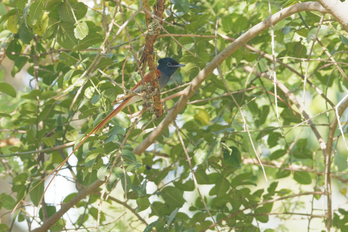 African Paradise-Flycatcher - Vincent Wang