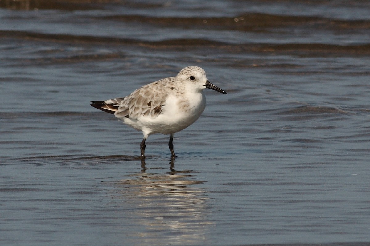 Bécasseau sanderling - ML171197101