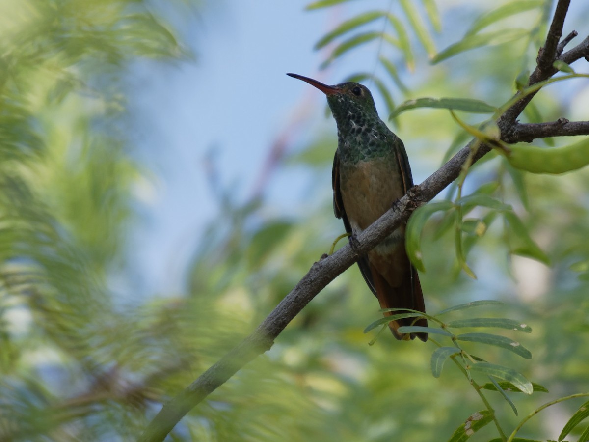 Buff-bellied Hummingbird - ML171198021