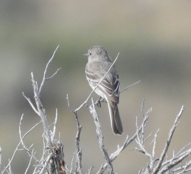 Gray Flycatcher - ML171200821