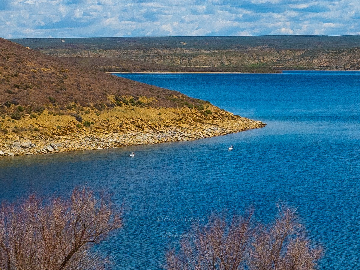 Pélican d'Amérique - ML171201301