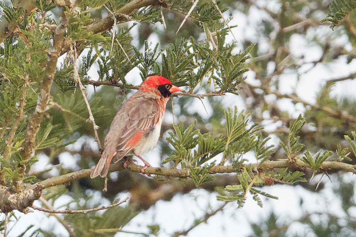 Red-headed Weaver - Vincent Wang