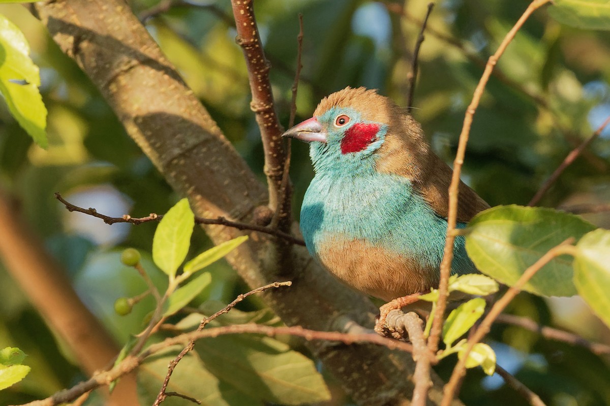 Red-cheeked Cordonbleu - Vincent Wang