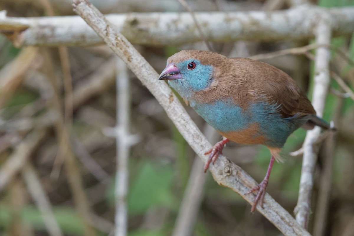 Cordonbleu à joues rouges - ML171202121