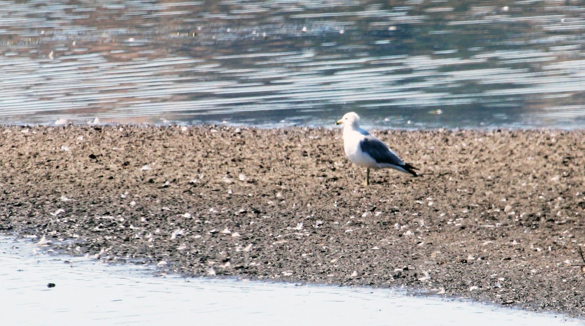 Ring-billed Gull - ML171202211