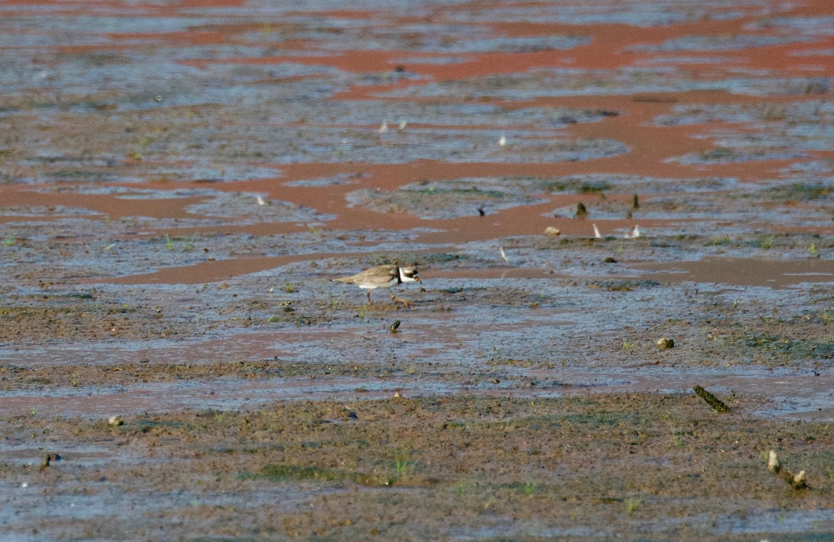 Semipalmated Plover - Candice Lowther