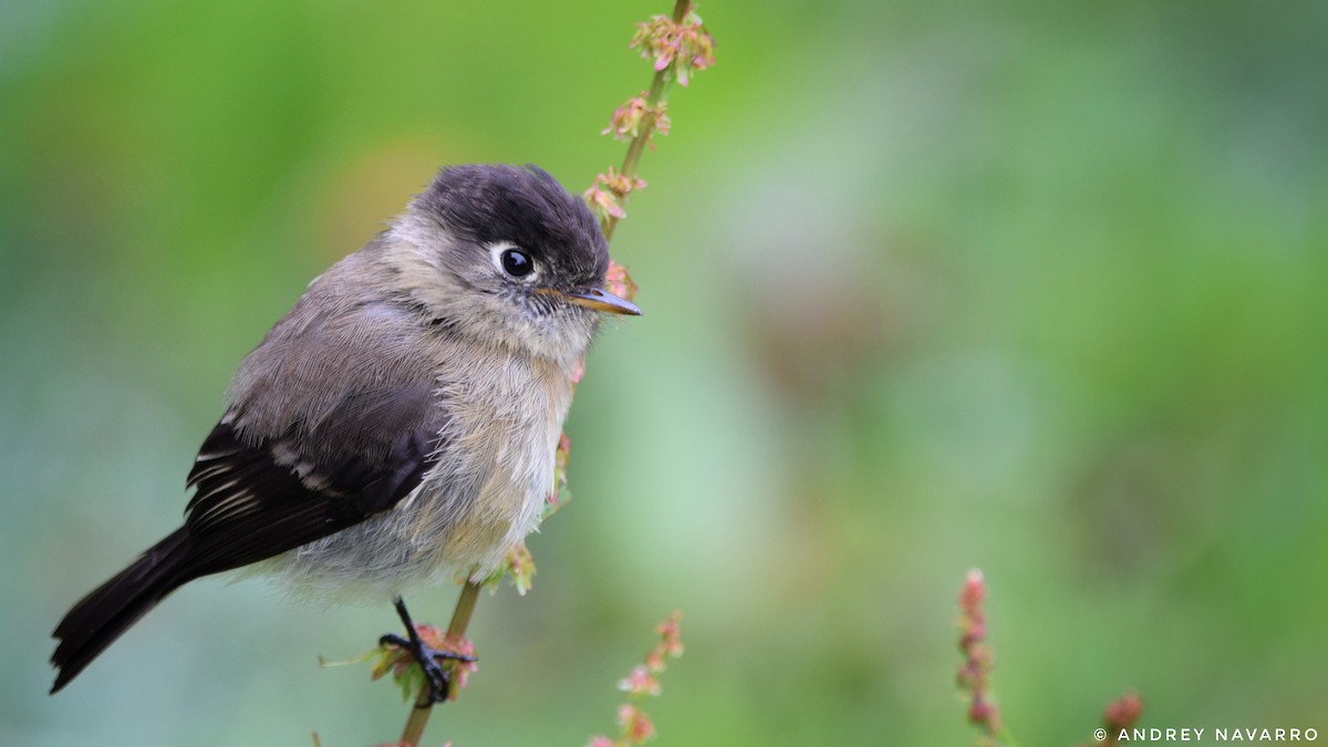 Black-capped Flycatcher - ML171203811