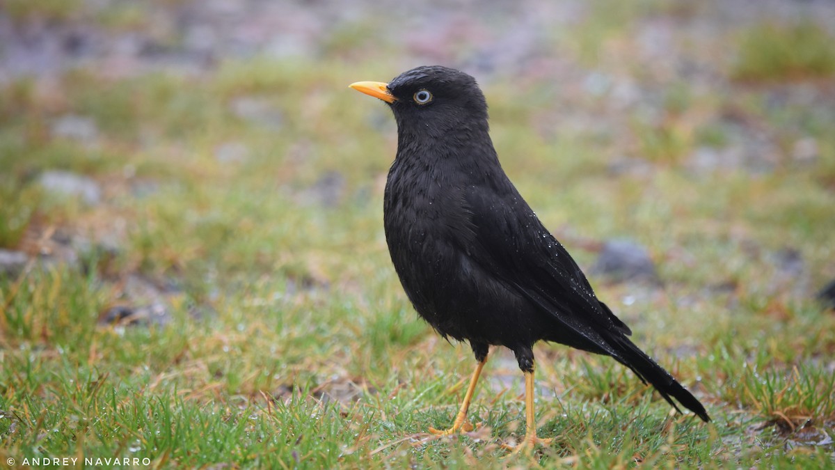 Sooty Thrush - Andrey Navarro Brenes