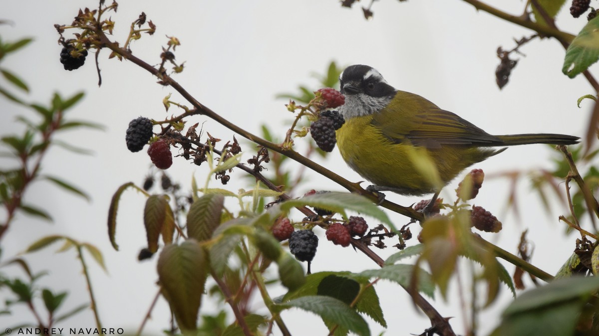 Sooty-capped Chlorospingus - ML171206341