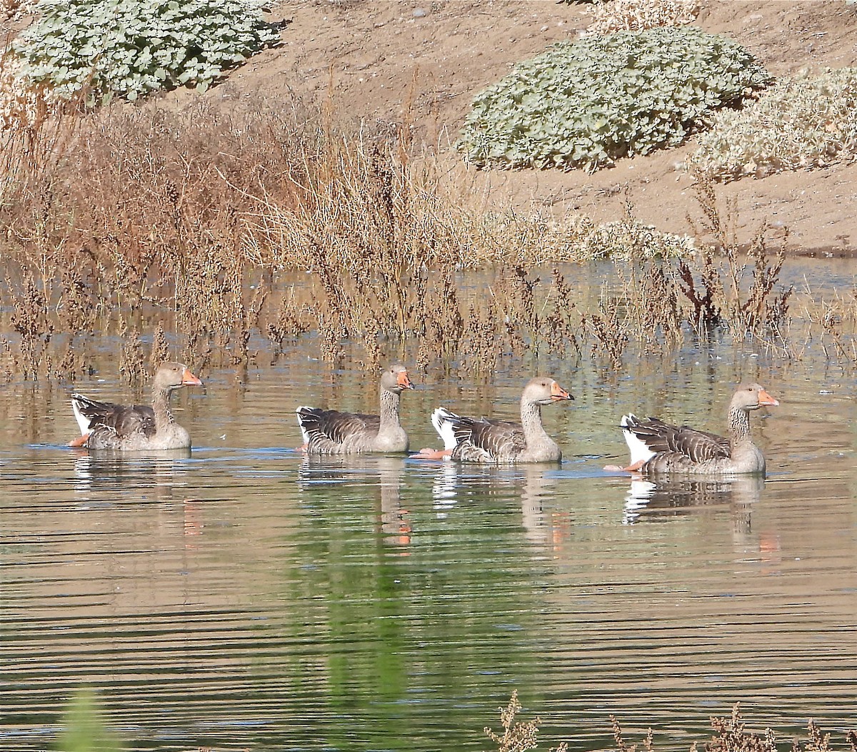 Graylag Goose (Domestic type) - ML171206911