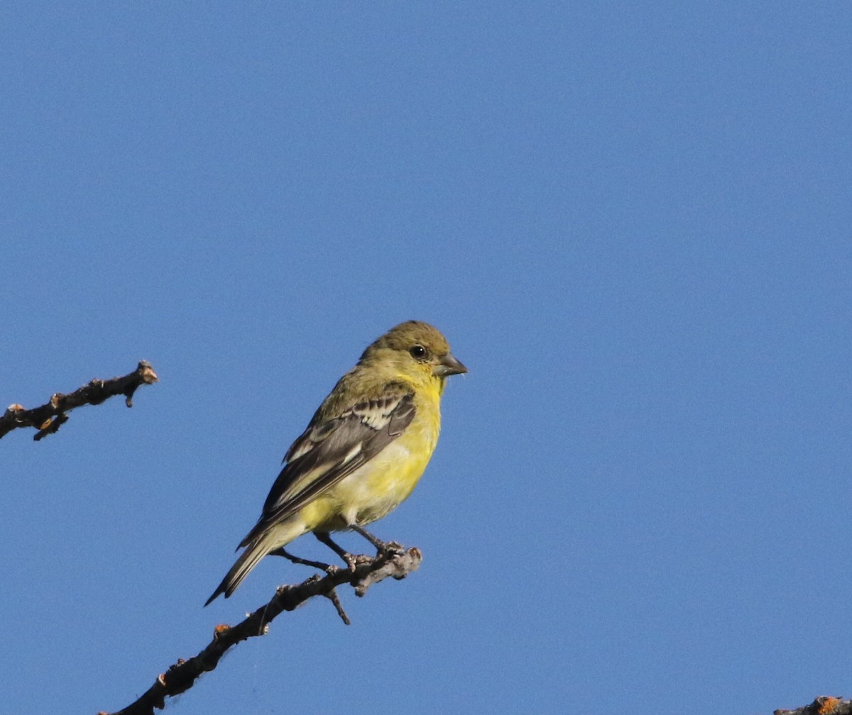 Lesser Goldfinch - ML171206941