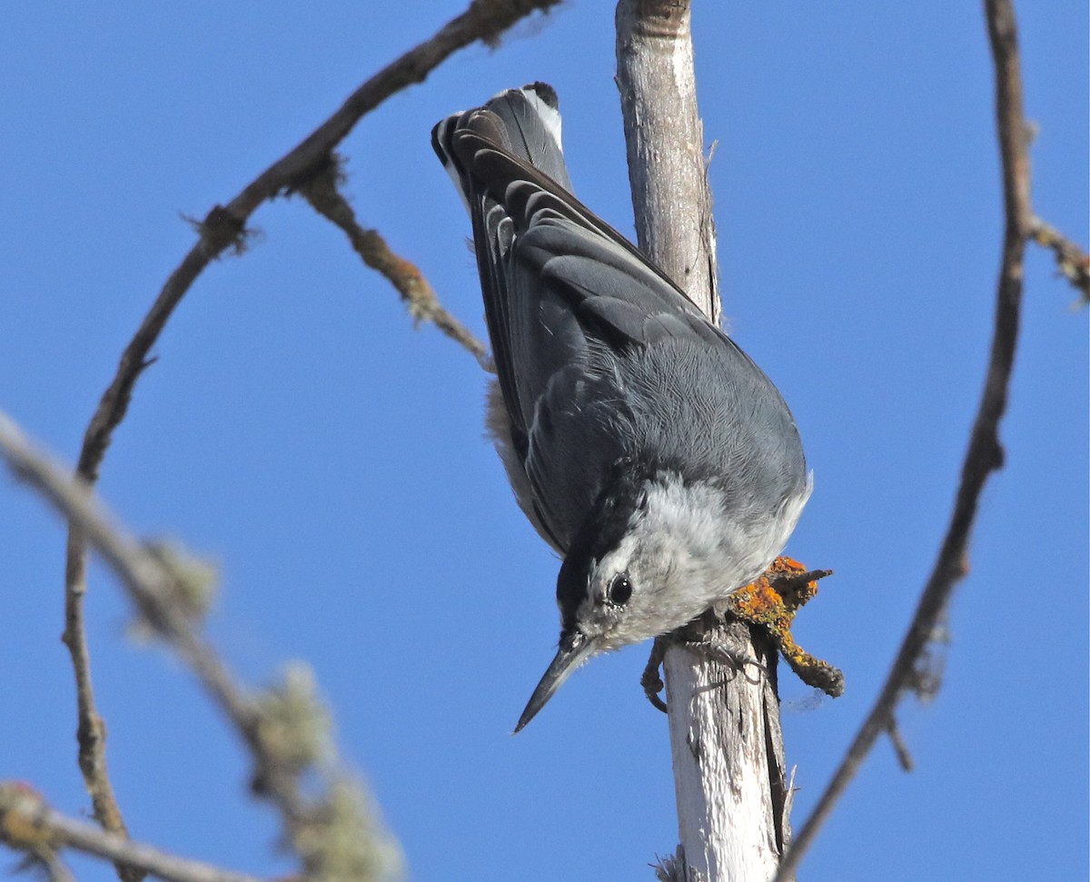 White-breasted Nuthatch - Pair of Wing-Nuts