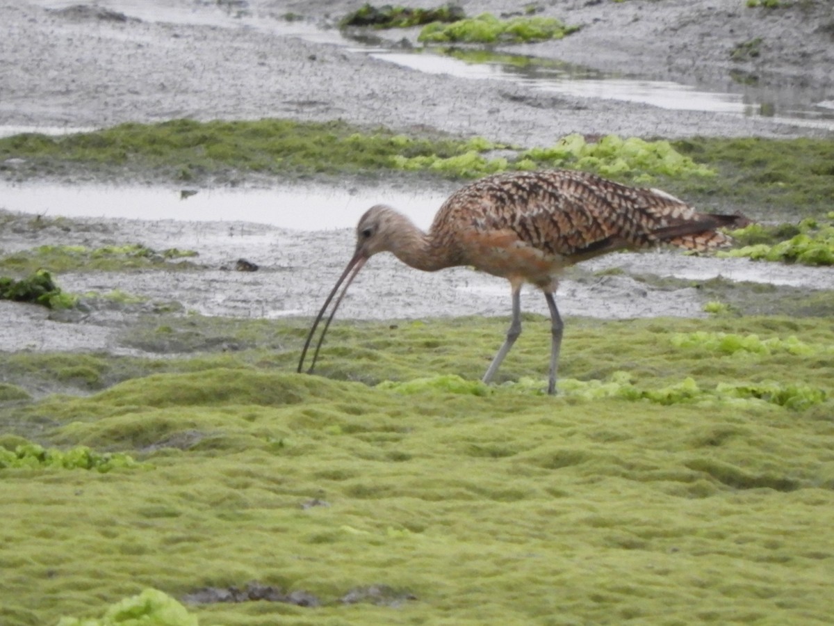 Long-billed Curlew - Eric Monaghen