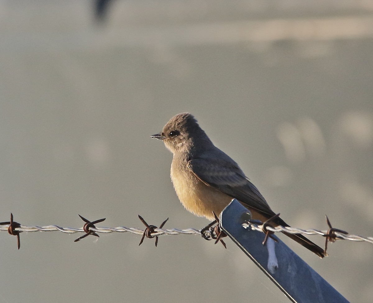 Say's Phoebe - Pair of Wing-Nuts