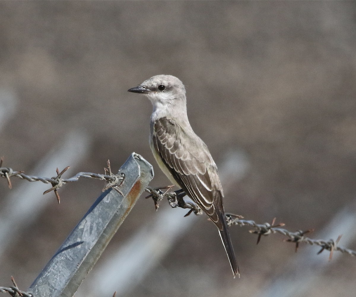 Schmalschnabel-Königstyrann - ML171207271