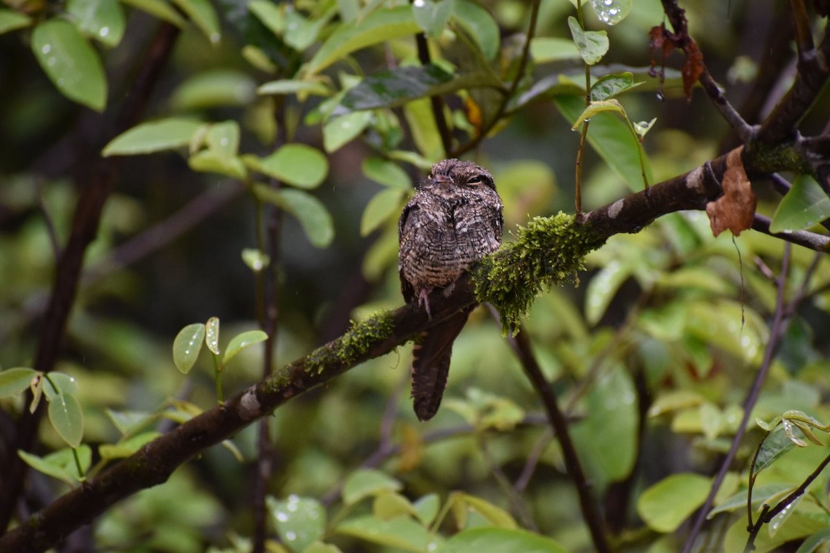 Ladder-tailed Nightjar - ML171208021