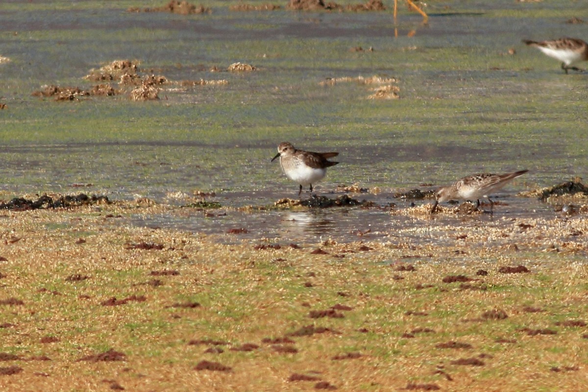 Baird's Sandpiper - ML171209161