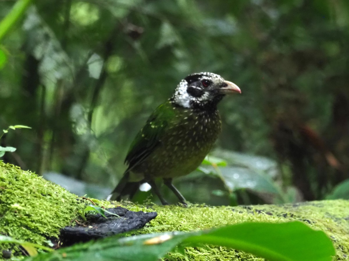 Arfak Catbird - Todd Deininger