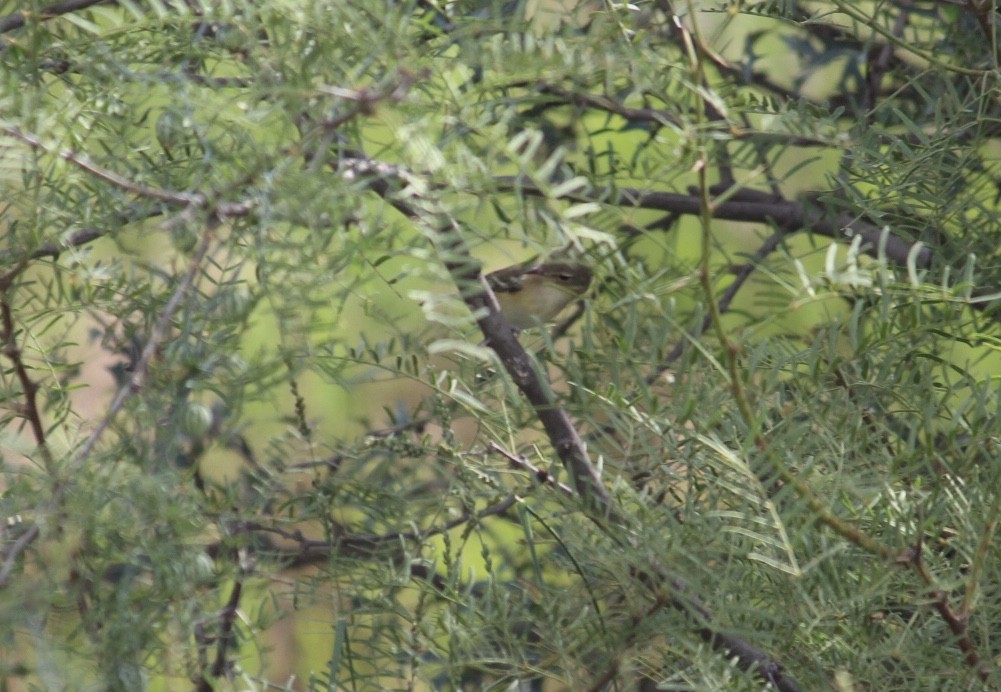 Bell's Vireo - ML171209351