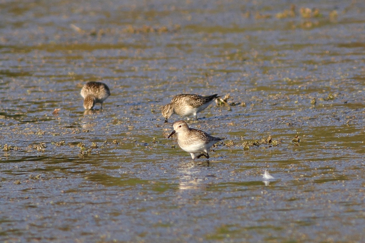 gulbrystsnipe - ML171209831