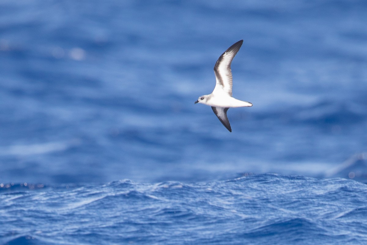 Black-winged Petrel - ML171210721