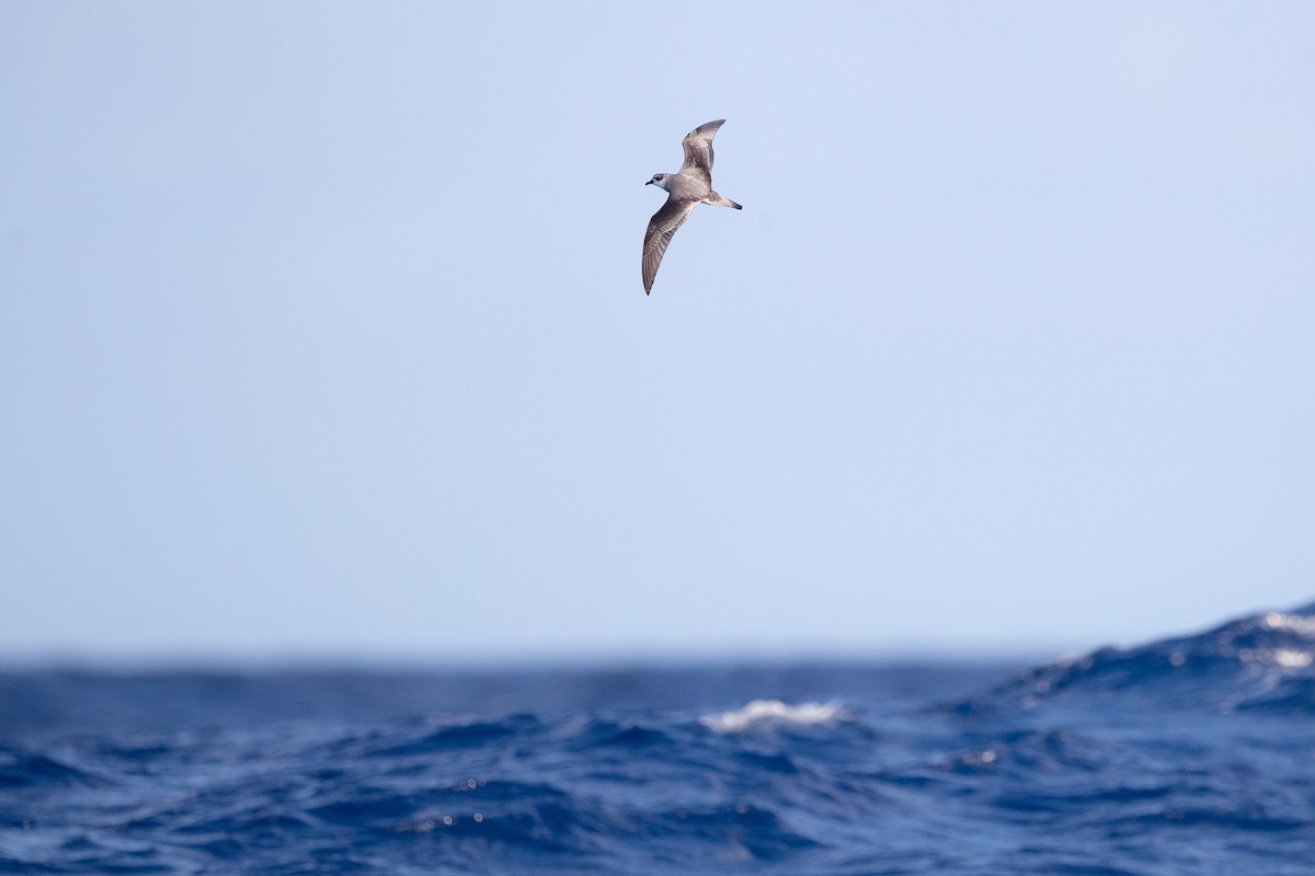 Black-winged Petrel - ML171210731