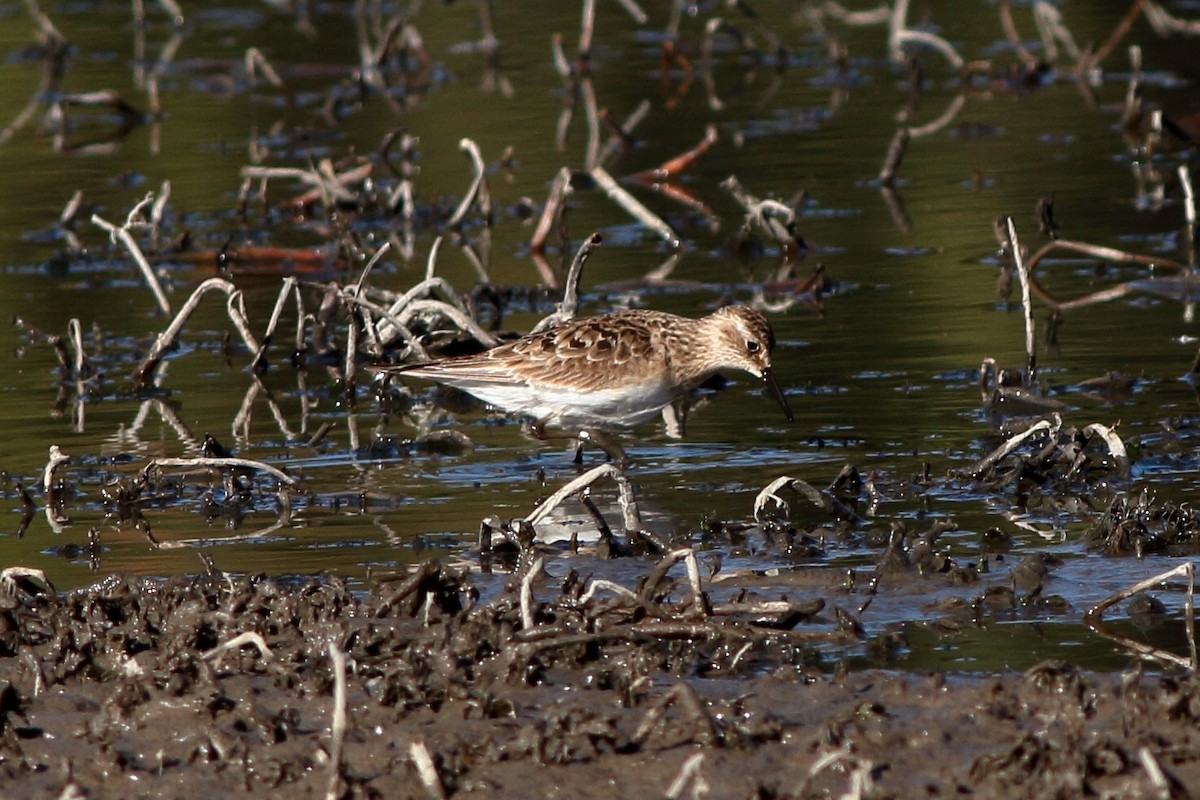 Baird's Sandpiper - Manfred Bienert