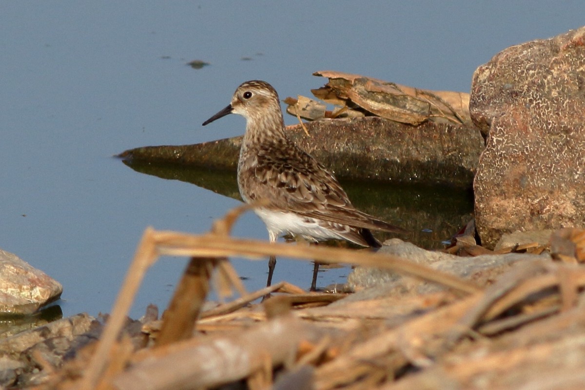 gulbrystsnipe - ML171211191