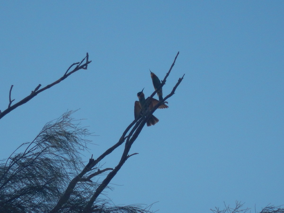 Blue-cheeked Bee-eater - ML171211771