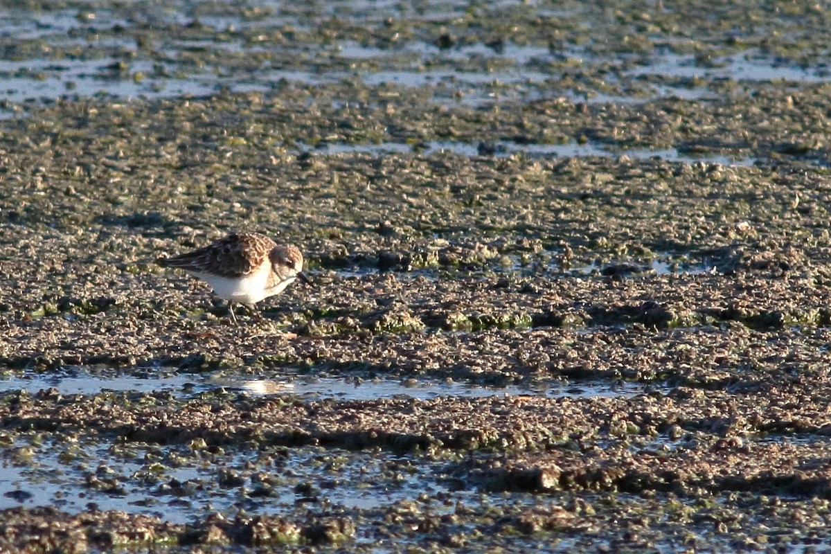 gulbrystsnipe - ML171212051