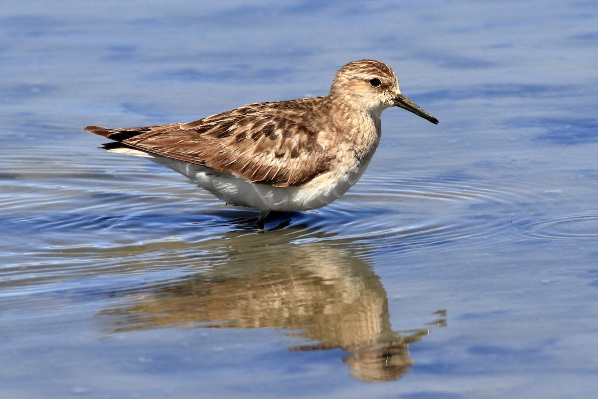 Baird's Sandpiper - ML171212231