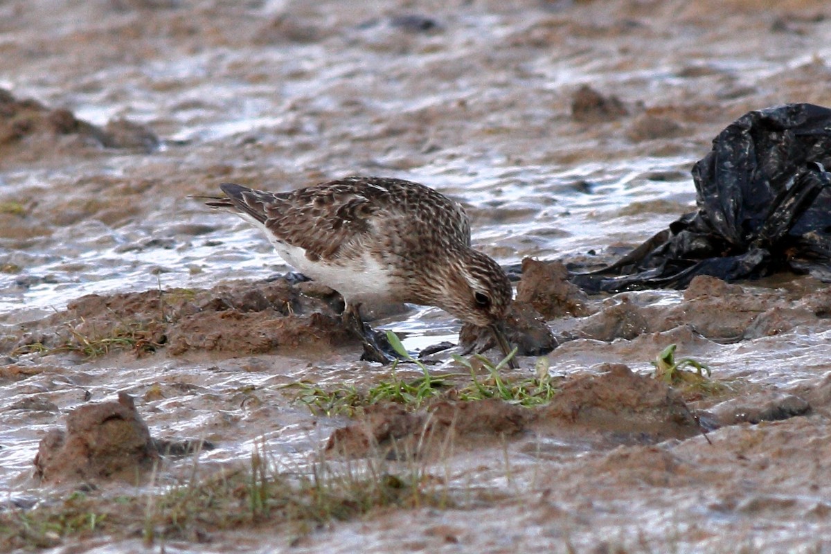 Baird's Sandpiper - ML171212391