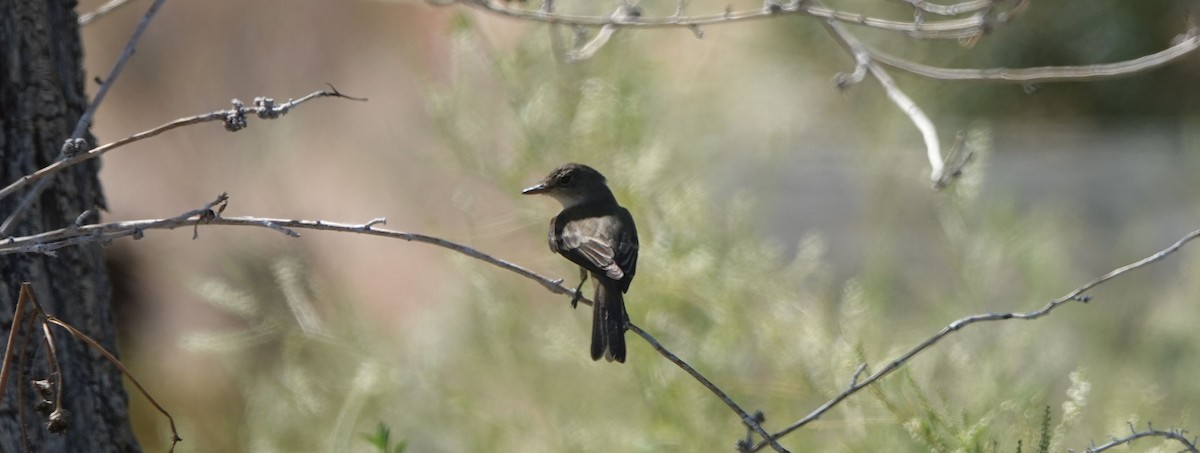 Willow Flycatcher - ML171212901