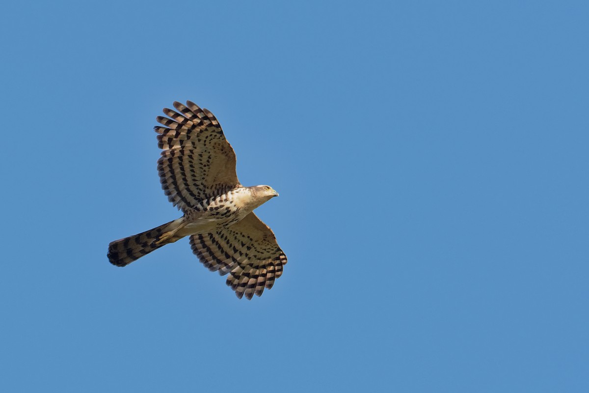 African Goshawk (Eastern) - ML171215001