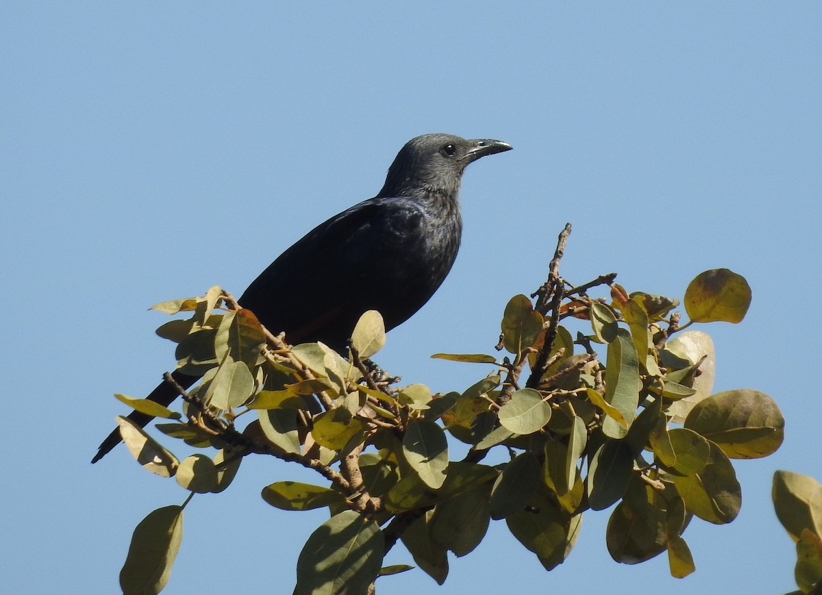 Red-winged Starling - ML171216181